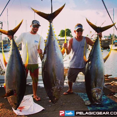  200lb Ahi Yellow Fin Tuna
Keywords: Ahi Yellow Fin Tuna Sportfishing Charter chupu fishing hawaii