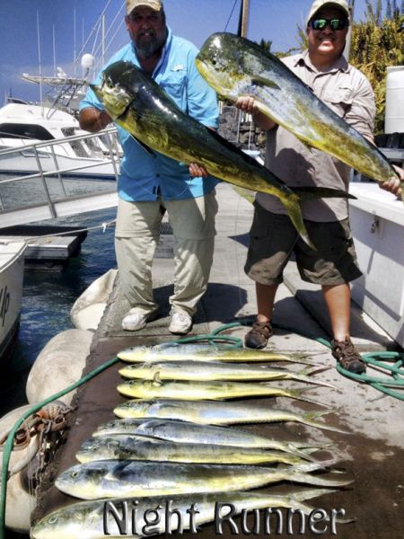 9-18-2013
Keywords: mahi mahi,dorado,dolfin,hawaii,north shore,charter,boat,fishing,trip,fish,oahu,sportfishing,deep sea,kona,trolling