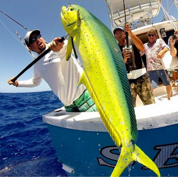 5-29-15
Keywords: Mahi Mahi Dorador Dolphin Ahi Yellow Fin Tuna  Sportfishing Charter fishing chupu Hawaii
