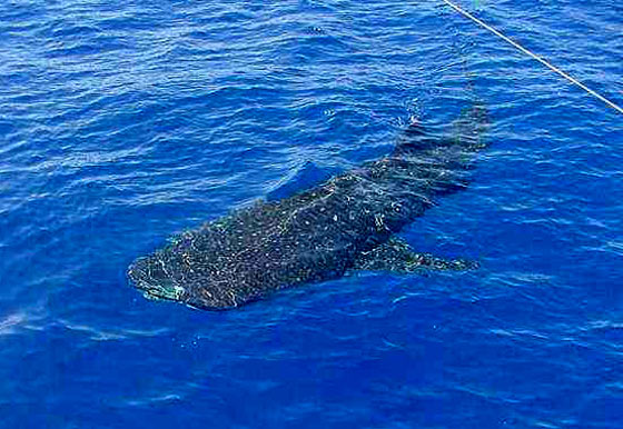 World's Largest Fish
Keywords: whale shark