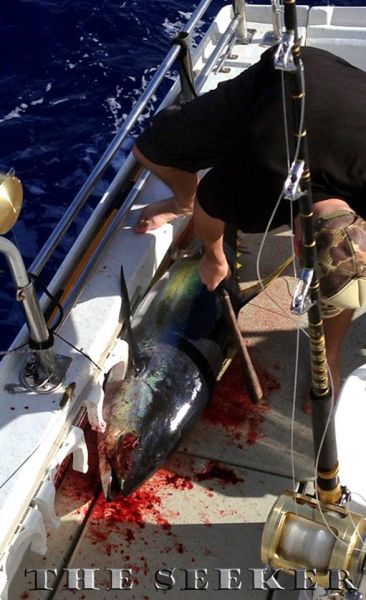 7-2-2013
Ahi on the deck
Keywords: ahi,tuna,yellowfin,fish,charter,fishing,oahu,north shore,hawaii,sport,fishing,children,kids