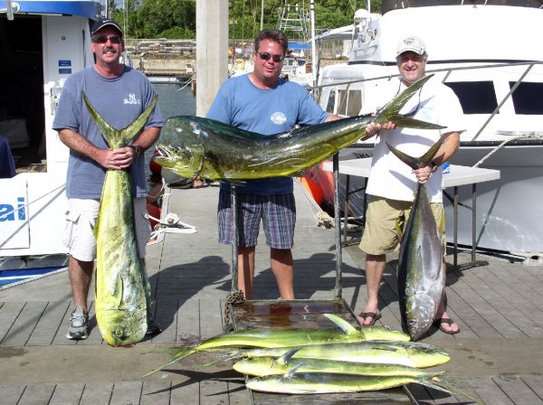 8-25-08
Curt, Steve and Mark managed to get 1 nice Yellowfin Tuna on a tough day at the office. The big fat Mahi Mahi's are what we like to call an "afternoon delight". All right.
