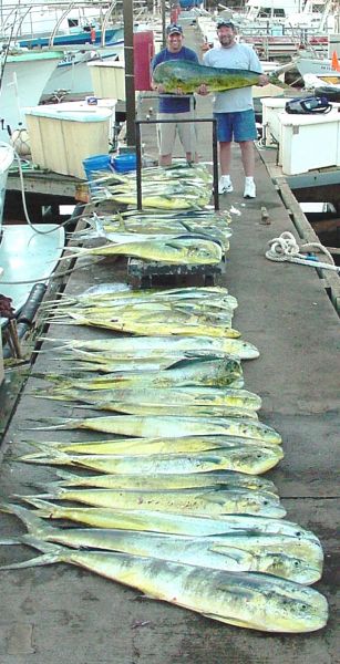  4-21-04
Steve and Correy just wanted to catch "a few" fish. 44 Mahi Mahi for a total of almost 850 pounds is a bit more than "a few". What a fun day- flat water, good company and great fishing!
