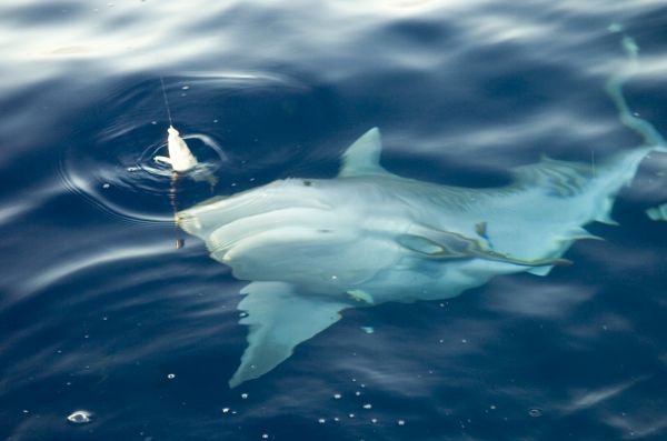 A nice "little" 10 foot Tiger Shark stopping by for a bite. We don't hook 'em (it's too easy). Photo's are better. Image courtesy of Russ Coover
