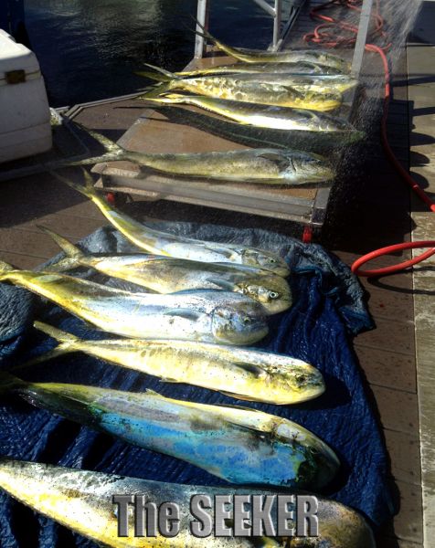 11-1-14
Keywords: Mahi Mahi Dorador Dolphin Tuna Sportfishing Charter fishing chupu Hawaii