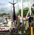 Flyer_7-11-14_Marlin_Mahi_Mahi_Tuna_chupu_charter_boat_fishing_hawaii_copy.jpg
