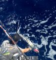 Seeker_2-7-15_Striped_Marlin_3_release_chupu_fishing_charter_hawaii.jpg