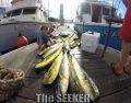 Seeker_9-19-14_Mahi_Mahi_charter_fishing_chupu_hawaii~0.jpg