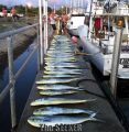 charter_9-15-13_Mahi_Mahi.jpg