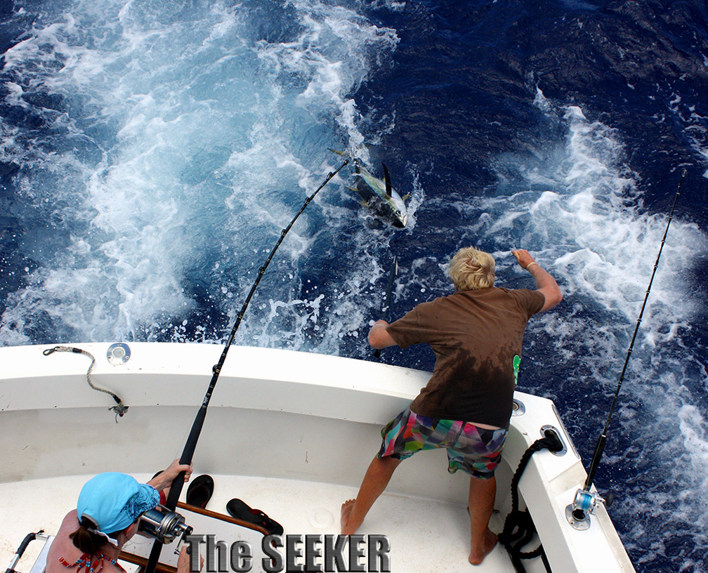 Ahi Yellow Fin Tuna being landed oboard The Seeker by crewman Sea Whalen