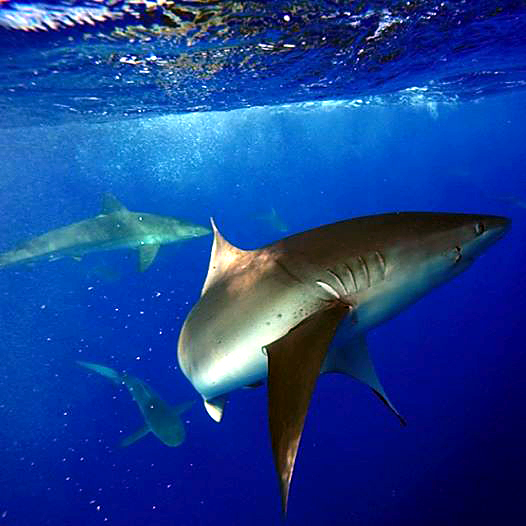 Sharks on the North Shore, Haleiwa Oahu Hawaii